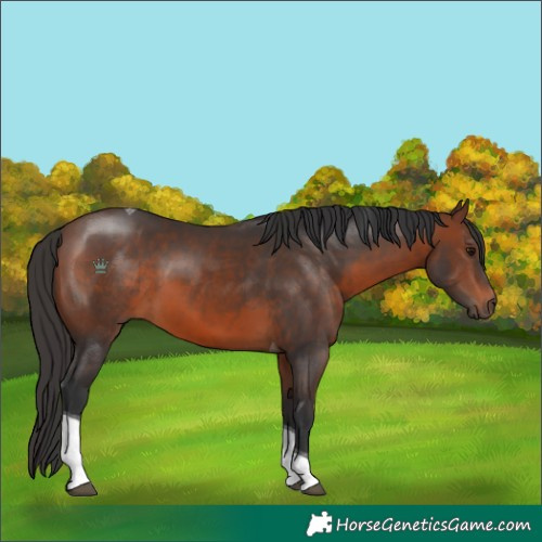 Horse Color:Brown Tobiano