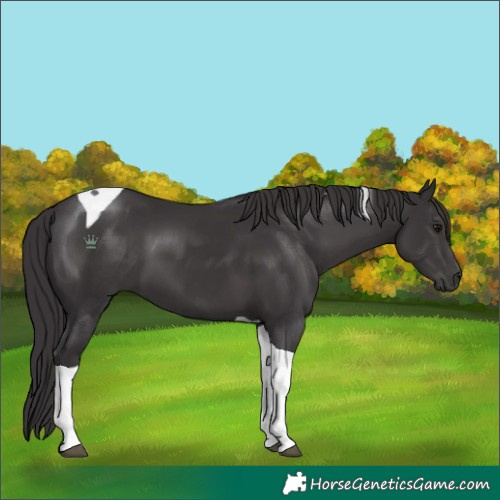 Horse Color:Smoky Black Tobiano