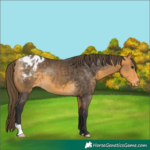 Horse Color:Buckskin Varnish