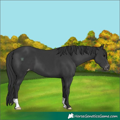 Horse Color:Black Varnish 