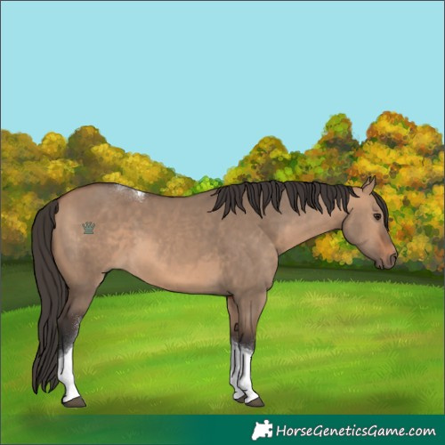 Horse Color:Bay Dun Tobiano
