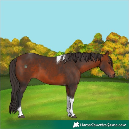 Horse Color:Bay Tobiano 