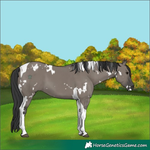 Horse Color:White Spotted Grullo Tobiano
