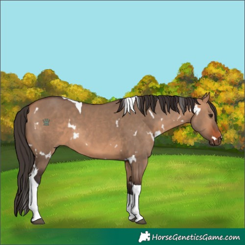 Horse Color:White Spotted Bay Dun Tobiano 