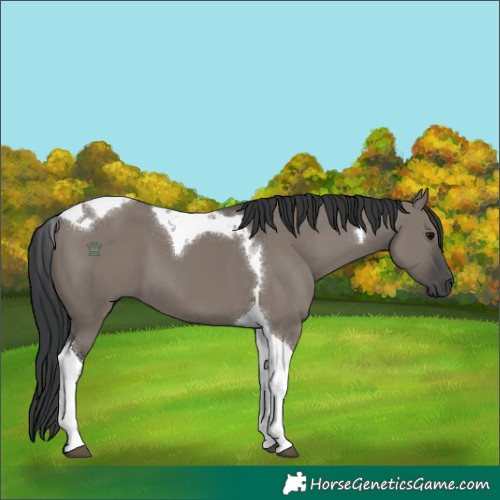 Horse Color:Grullo Tobiano 
