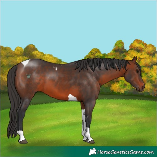 Horse Color:Brown Tobiano 