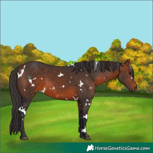 Horse Color:White Spotted Brown 