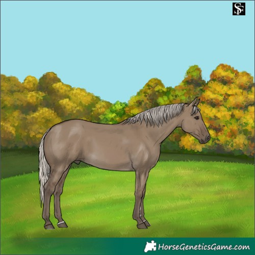 Horse Color:Silver Smoky Grullo
