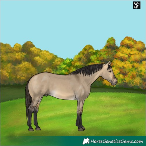 Horse Color:Buckskin Dun