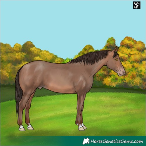 Horse Color:Sable Champagne 
