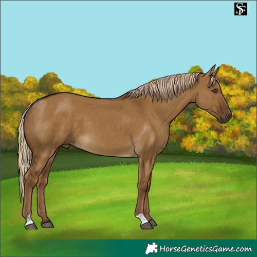 Horse Color:Chocolate Palomino Dun 