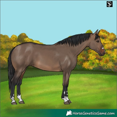 Horse Color:Brown Dun