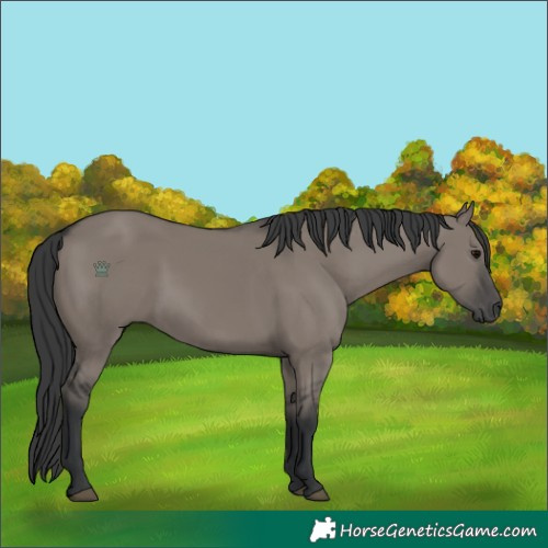 Horse Color:Grullo 