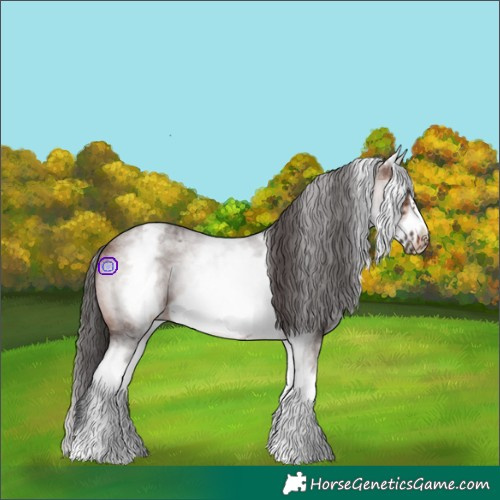 Horse Color:White Spotted Brown Roan Frame