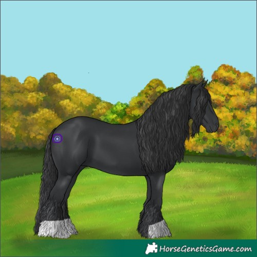 Horse Color:Black 