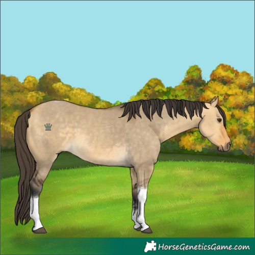 Horse Color:Buckskin Dun Sabino Tobiano