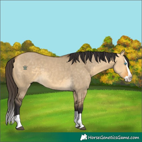 Horse Color:Buckskin Dun Splash 