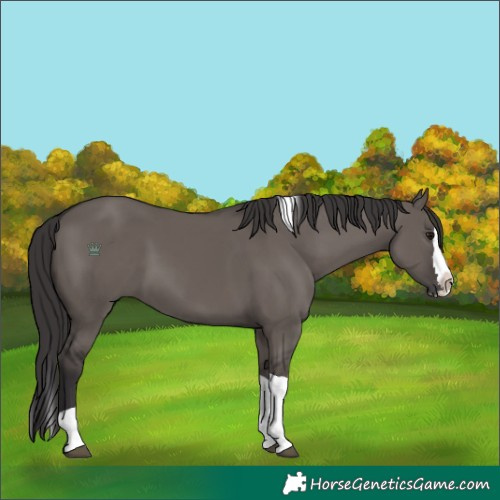 Horse Color:Smoky Grullo Splash Tobiano