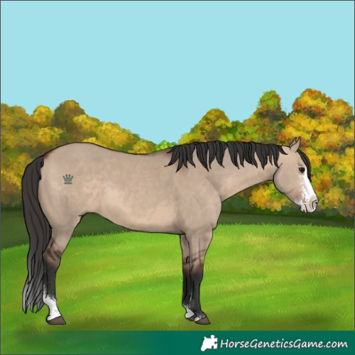 Horse Color:Brown Dun Sabino Splash 