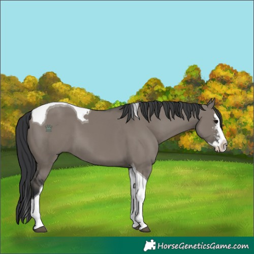 Horse Color:Grullo Sabino Splash Tobiano 
