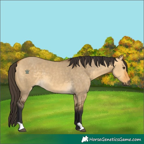 Horse Color:Buckskin Dun