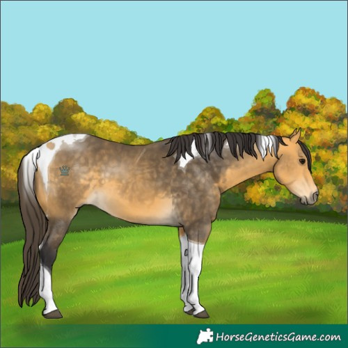 Horse Color:Buckskin Tobiano