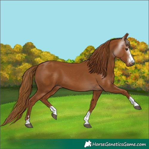 Horse Color:Gray Chestnut