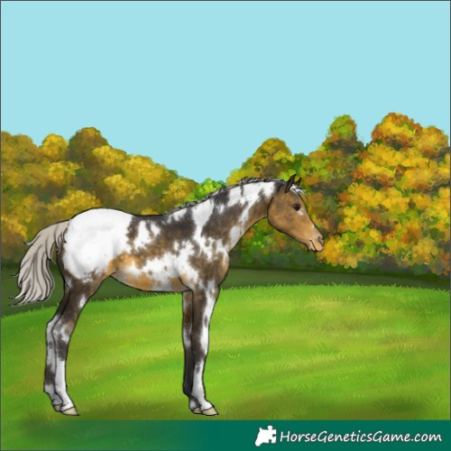 Horse Color:White Spotted Silver Buckskin Appaloosa 