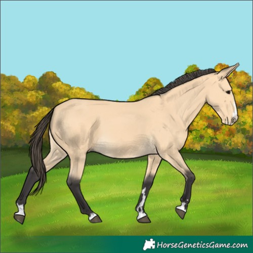 Horse Color:Buckskin Splash