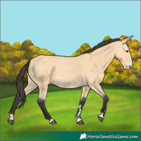 Horse Color:Buckskin Splash