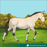 Horse Color:Buckskin Roan Splash