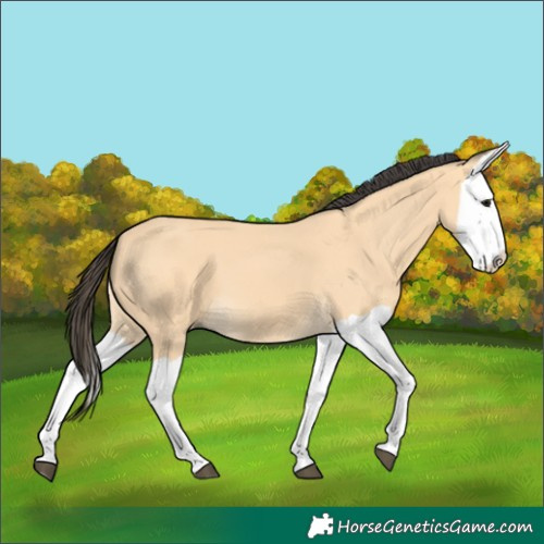 Horse Color:Buckskin Splash 