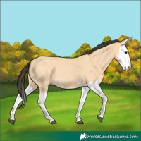 Horse Color:Buckskin Splash 
