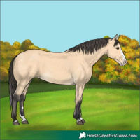 Horse Color:Buckskin Splash 