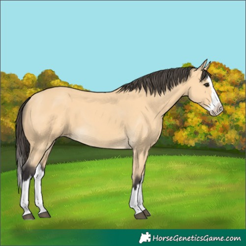 Horse Color:Buckskin Splash