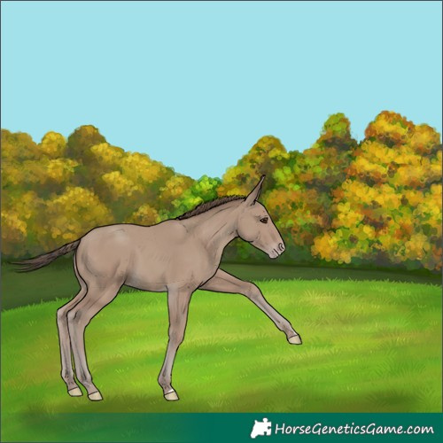 Horse Color:Classic Champagne 