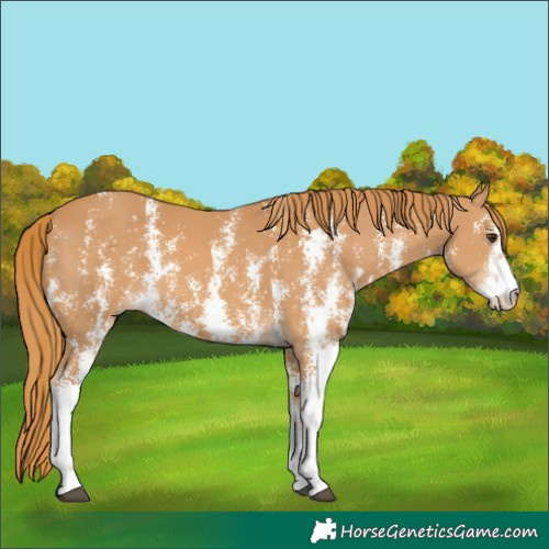 Horse Color:Chestnut Sabino