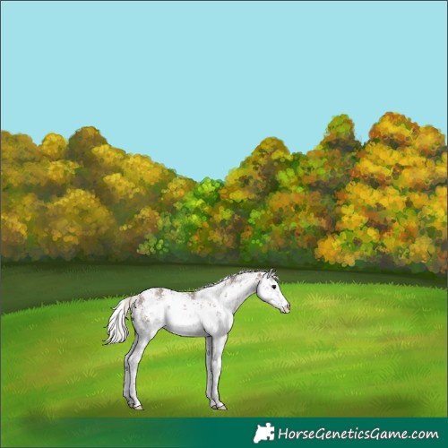 Horse Color:White Spotted Silver Black Sabino Appaloosa 