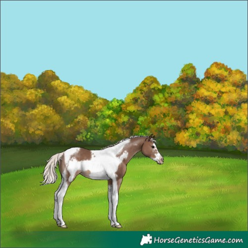 Horse Color:Silver Black Sabino Tobiano Frame Varnish
