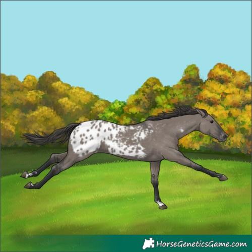 Horse Color:Grullo Blanket