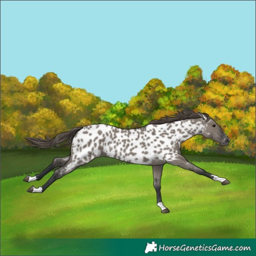Horse Color:Grullo Near Leopard 