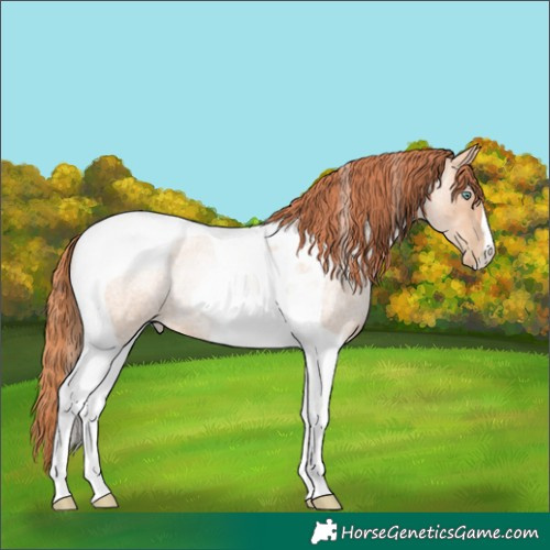 Horse Color:Sable Champagne Roan Pearl Tobiano Rabicano