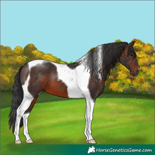 Horse Color:Brown Tobiano