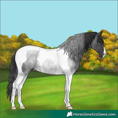 Horse Color:Blue Roan Tobiano 
