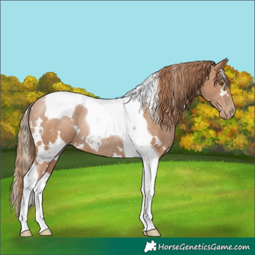 Horse Color:White Spotted Black Pearl Tobiano Rabicano