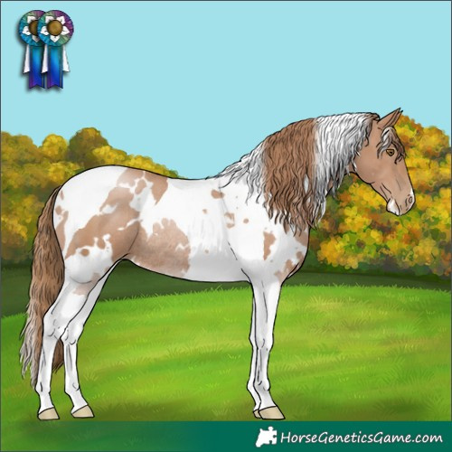 Horse Color:White Spotted Black Pearl Tobiano Rabicano