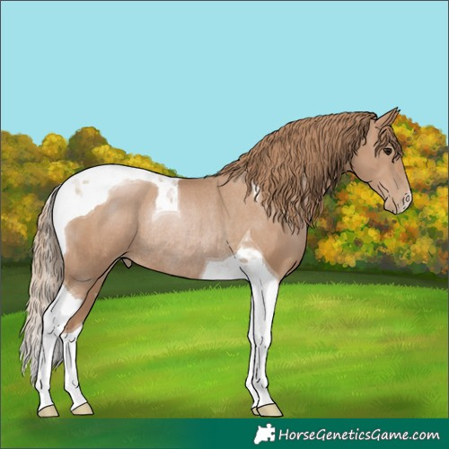 Horse Color:Black Pearl Tobiano Rabicano