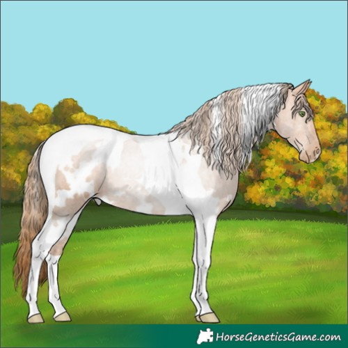 Horse Color:White Spotted Bay Pearl Tobiano 