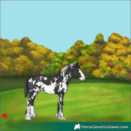 Horse Color:White Spotted Black Frame 