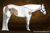 Horse Color:Bay Ice Dun Splash Tobiano
